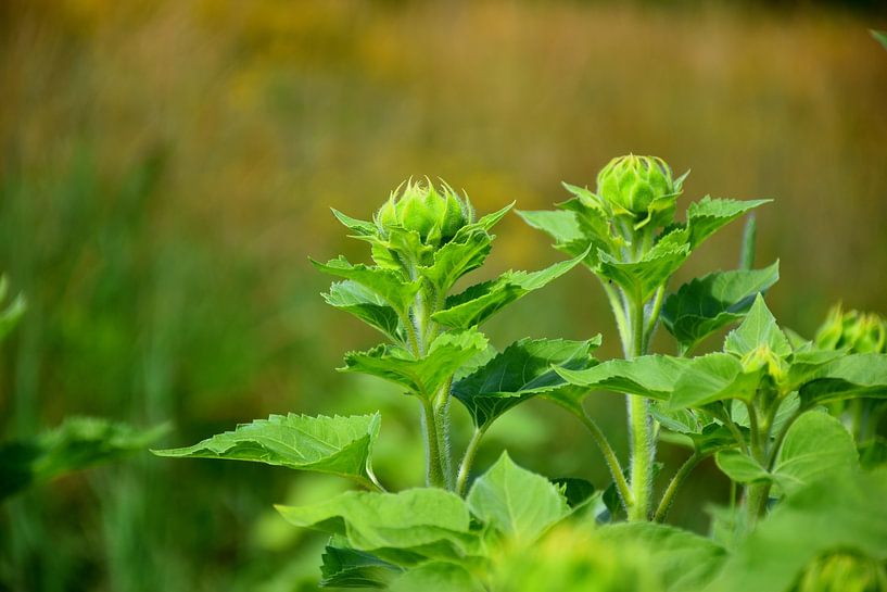 A field of sunflowers at the beginning by Claude Laprise