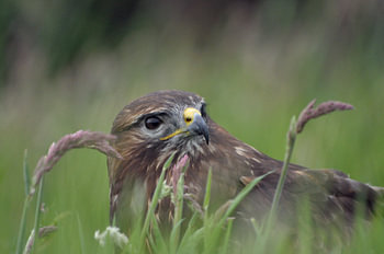 Verstopt in het gras