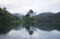 Dschungel in Thailand - Khao Sok-Nationalpark von Anne Zwagers Miniaturansicht