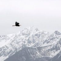 Grijze reiger