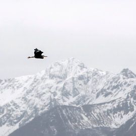 Grijze reiger by Carla Vermeend