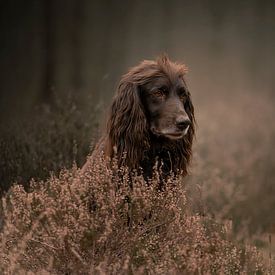 Hond in het bos van Nanda Jansen