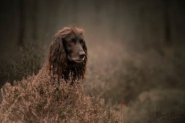 Hond in het bos van Nanda Jansen