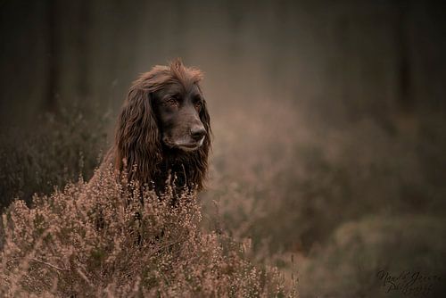 Hund in den Wäldern von Nanda Jansen