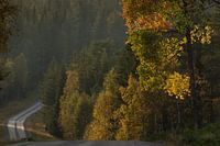 On the road through the Swedish forests in autumn