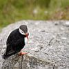 Ein Papageientauchers (Fratercula arctica) auf einem großen Stein von Ralf Lehmann