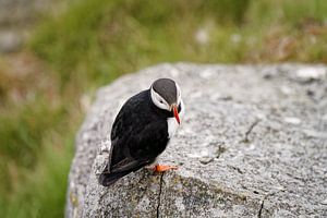 Un macareux moine (Fratercula arctica) perché sur un gros rocher