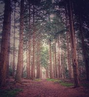 Nebel im Wald im Herbst