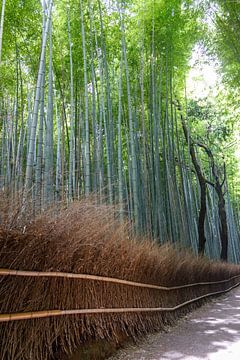 bamboo von ton vogels
