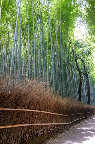 bamboebos