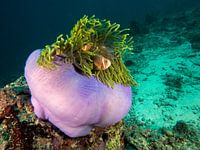 Purpuranemone