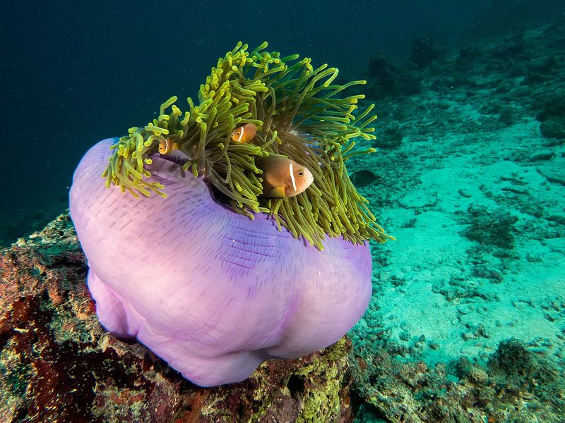 Purpuranemone von Ilan Ben Tov
