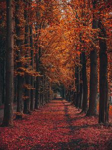 herfst bomen laan van snippephotography