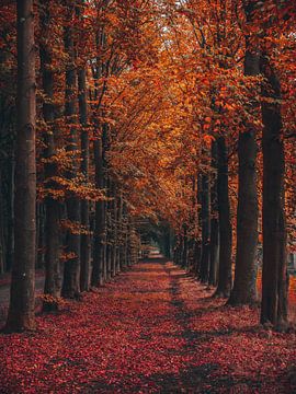 Allee der Herbstbäume von snippephotography