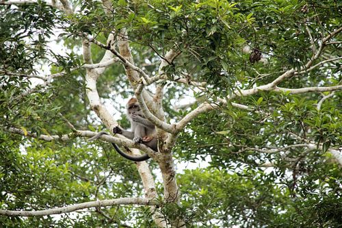 ZIlveren aap Maleisië 