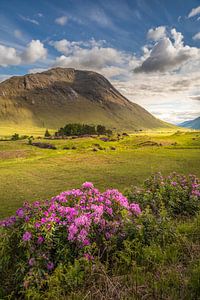Wilde Rhododendron im Glen Etive