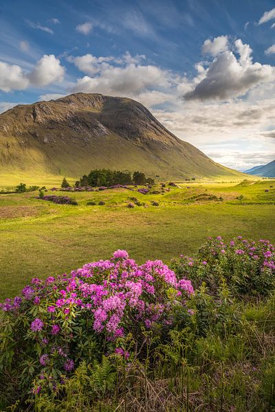 Wild rhododendrons in Glen Etive by Christian Müringer