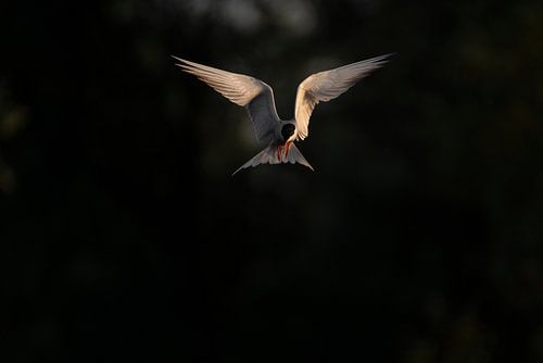Chasse à la sterne pierregarin