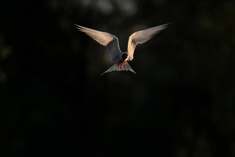 Chasse à la sterne pierregarin par Ronald Buitendijk Fotografie