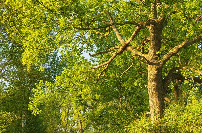 Sunrise Oudemolen - Drenthe (Netherlands) by Marcel Kerdijk