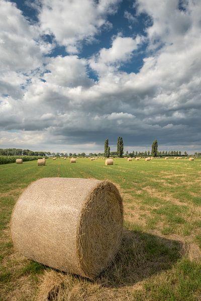 Hay rolls - Hay bales in the field by Moetwil en van Dijk - Fotografie