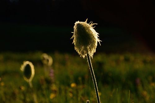 De witte pasqueflower