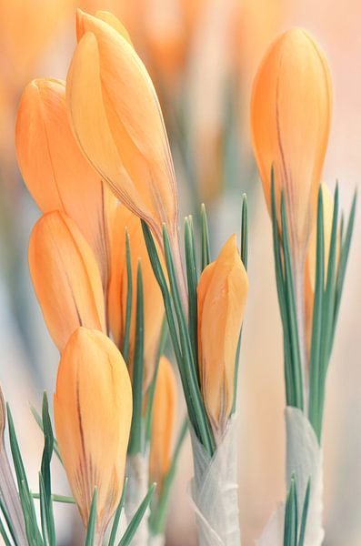 Crocus par Violetta Honkisz