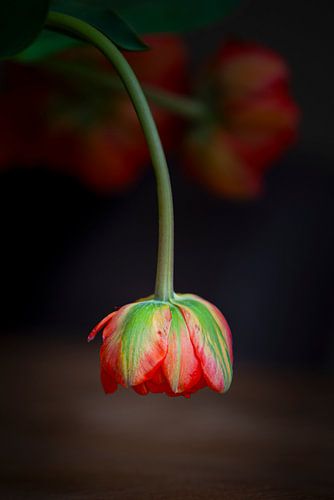 Hang in There