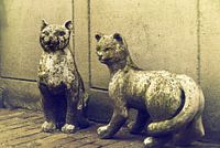 Cats in pictures