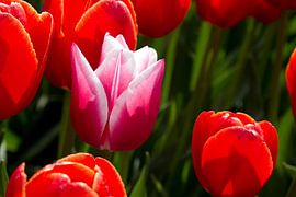 a pink purple tulip in a red tulip field by W J Kok