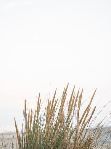 Beach grasses | Pampas grass | Zeeland | Holland |Dunes | Beaches | Minimalistic