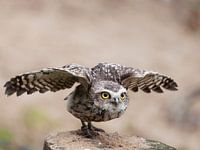 Burrowing owl