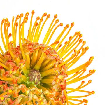 Nutan, (Leucospermum) met een witte achtergrond van Carola Schellekens