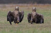 The Eagle Army (Zeearenden) van Harry Eggens thumbnail