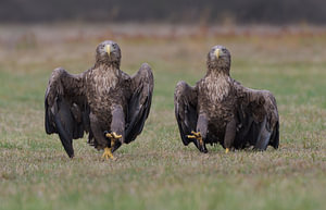 Die Adlerarmee (Seeadler)