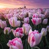 Champ de tulipes au coucher du soleil sur Niels Dam