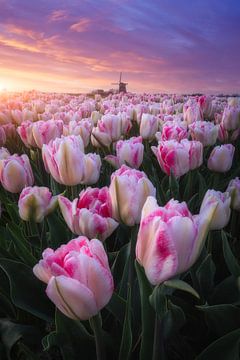 Tulpenveld tijdens zonsondergang