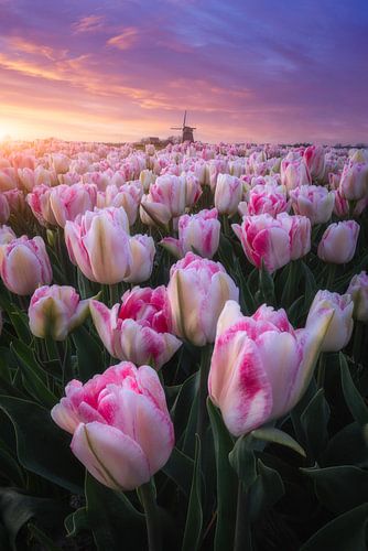 Tulip field during sunset by Niels Dam
