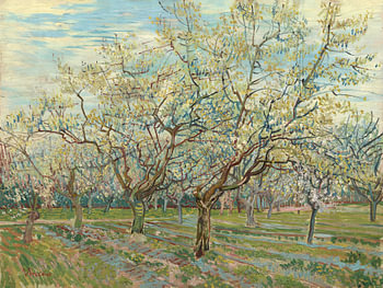 Der weiße Obstgarten - Vincent van Gogh