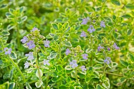 Citroentijm met paarse bloemen van Iris Holzer Richardson