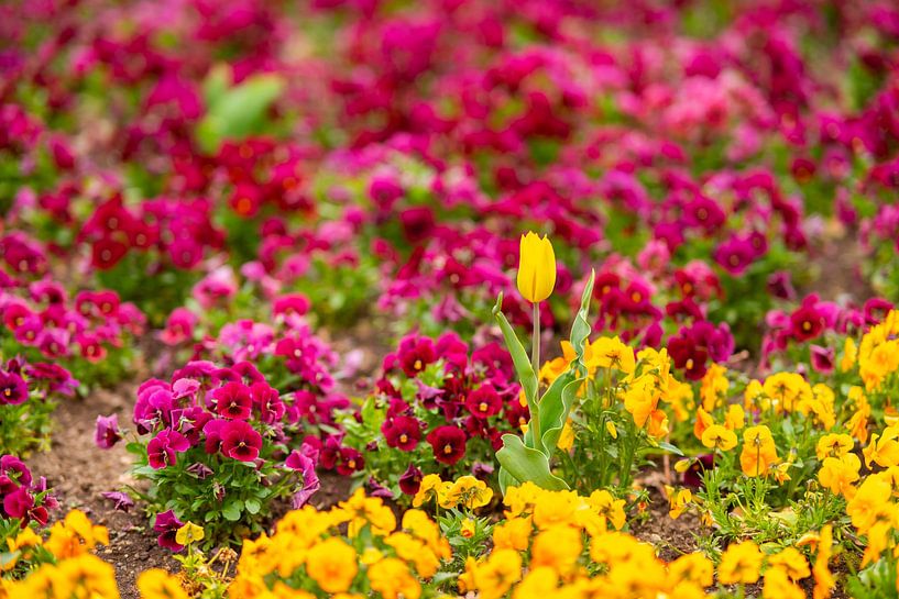 Tulips in sea of flowers by Leo Schindzielorz