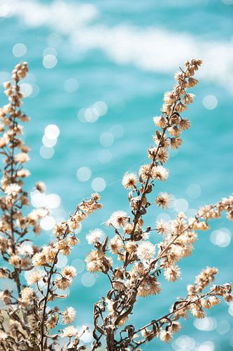 Getrocknete Blumen vor azurblauem Hintergrund