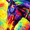 Portrait de cheval arc-en-ciel en impasto Portrait motivant sur Ramy Salah Hefny