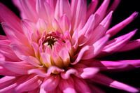 Es ist eine rosa Dahlie...