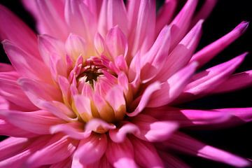 It's a pink Dahlia.. van LHJB Photography