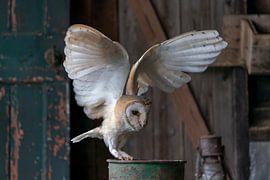 Barn owl in an old barn. by Albert Beukhof
