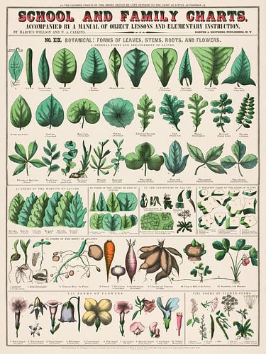 Formes des feuilles, des tiges, des racines et des fleurs