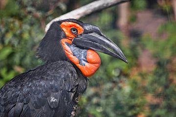 Slimme vogel. Afrikaanse vogel. Zuidelijke grondhoornvogel op groen gras, enorme snavel, slimmerik.  van Michael Semenov