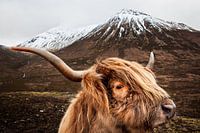 Scottish Highlander