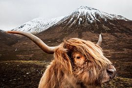 Scottish Highlander by Studio Daniell